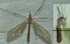 Tipula pagana